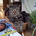 Jonge kater vermist genaamd Mo (Mootje) Jonge kater vermist genaamd Mo (Mootje)