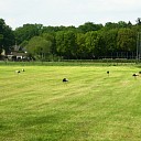 Een invasie van ooievaars in Hoonhorst Een invasie van ooievaars in Hoonhorst