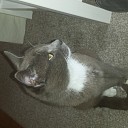 kater ‘Muis’ vermist kater ‘Muis’ vermist
