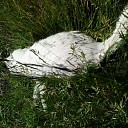 Wie is er een witte kat kwijt in Dalfsen?