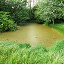 Kikkerpoel Kikkerpoel