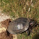 Vraag van een lezer: over de Roodwangschildpad