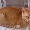Rode kater kwijt Rode kater kwijt
