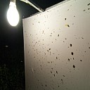 Nachtvlinders op de Horte 26 juni