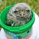 Tien uilen geringd op drie locaties door vogelwerkgroep Hoonhorst