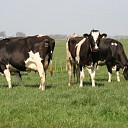 Efficiëntie Overijsselse melkveehouders