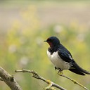 Douwe Reitsma maakt prachtige natuurfoto’s Douwe Reitsma maakt prachtige natuurfoto’s