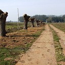 Nieuwe oude knotwilgen doen het goed bij Hoonhorst