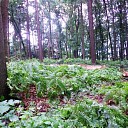Bomen happen Bomen happen