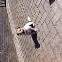 Hond gevonden
