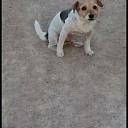 Hondje vermist, en weer terug