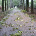 Storm spaart ook gemeente Dalfsen niet