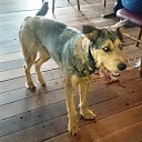 Hond gevonden bij Mansier