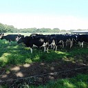 Koeien zoeken de schaduw, beter voor de melk Koeien zoeken de schaduw, beter voor de melk