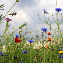 Natuurakkers groot succes