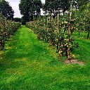 Kom zelf appels plukken op zaterdag 19 september Kom zelf appels plukken op zaterdag 19 september