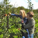 Appels plukken bij van der Kolk. Appels plukken bij van der Kolk.