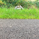 Kabouterhuis in aanbouw?