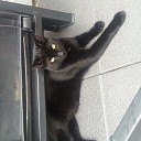 Kat vermist Kat vermist