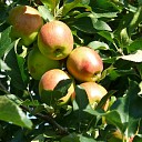 Kom zelf appels plukken op 12 of 19 september! Kom zelf appels plukken op 12 of 19 september!
