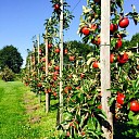 Appelplukdagen groot succes! Appelplukdagen groot succes!