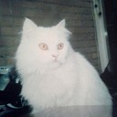 Vermist kat Snoopy Dalfsen (update) Vermist kat Snoopy Dalfsen (update)