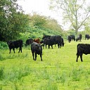 Koeien langs de Zwarteweg Koeien langs de Zwarteweg