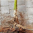 Nieuwe boom op plek oude kastanje Nieuwe boom op plek oude kastanje