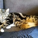 Poes vermist omgeving Esschingstraat