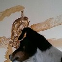 Gezocht Jack Russel (het is weer thuis) Gezocht Jack Russel (het is weer thuis)