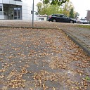 Eikels levensgevaarlijk op voetpaden Eikels levensgevaarlijk op voetpaden