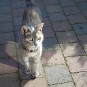 Vermist kat Muis Vermist kat Muis