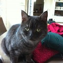 Nieuwsgierige kat is huis kwijt Nieuwsgierige kat is huis kwijt