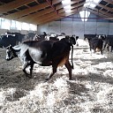 Nieuwe potstal aan de Middenweg 4 in Dalfsen! Nieuwe potstal aan de Middenweg 4 in Dalfsen!