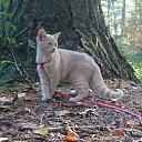 Kat vermist en weer terug. Kat vermist en weer terug.