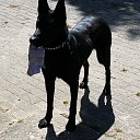 Hond vermist na aanrijding Hond vermist na aanrijding