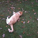 Wie mist een Rode kater ? Wie mist een Rode kater ?