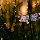 Groene Held wint WNF-Photo Award! Groene Held wint WNF-Photo Award!