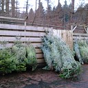 Kerstbomen gratis af te halen zolang de voorraad strekt Kerstbomen gratis af te halen zolang de voorraad strekt