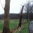 De “snoeiploeg” is weer volop bezig
