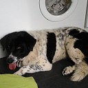 Hond aangetroffen met halsband Hond aangetroffen met halsband