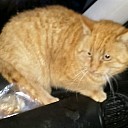 Onze kat heet poes: maar hij is wel weg