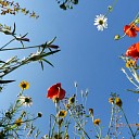 Bijdragen aan biodiversiteit door aanleg natuurakker Bijdragen aan biodiversiteit door aanleg natuurakker