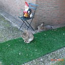 Pukkel en Sukkel Pukkel en Sukkel
