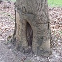Bomen Heinoseweg sterven uit Bomen Heinoseweg sterven uit