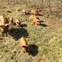 Varkens komen tiet te kort Varkens komen tiet te kort