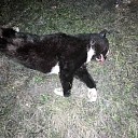 Dode kat gevonden Dode kat gevonden