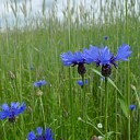 Biologische landbouw in de stadsrand Biologische landbouw in de stadsrand