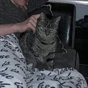 Kat weg