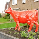 Koe in tuin in nieuwbouwwijk